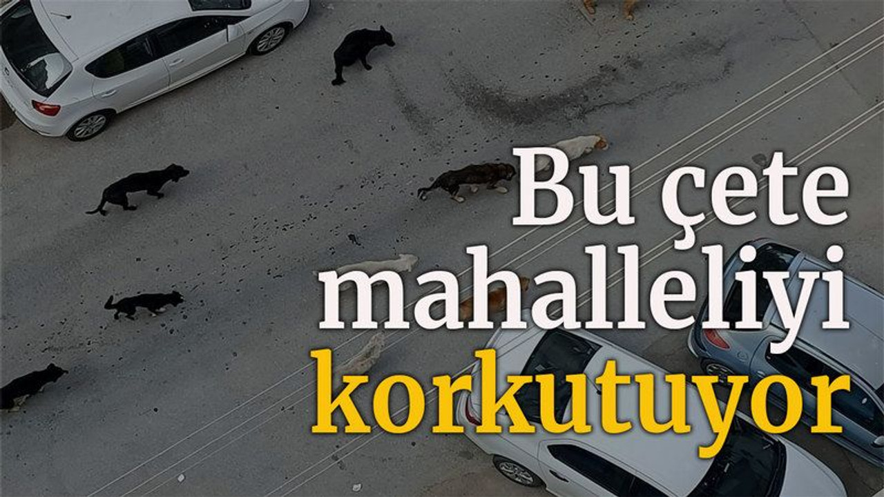Bu çete mahalleliyi korkutuyor